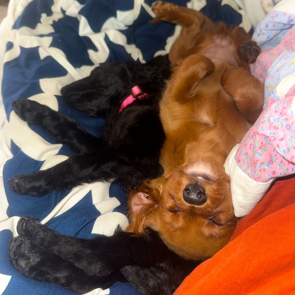 Unlisted Item